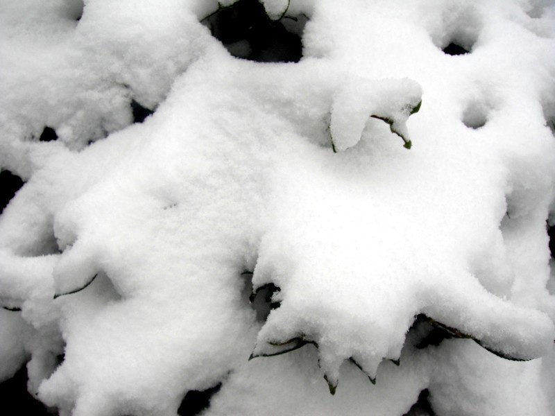 探寻半边雪，免费下载与深度解读指南